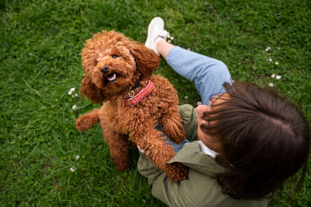 adorable dog park-nature with owner